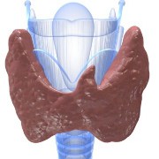 Thyroid Conditions related image